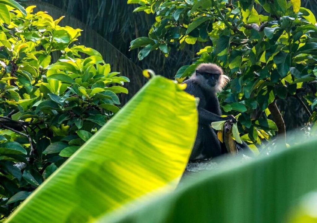 Goyambokka Peacock Garden Tangalle Ngoại thất bức ảnh