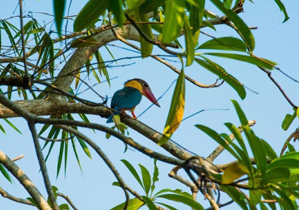 Goyambokka Peacock Garden Tangalle Ngoại thất bức ảnh