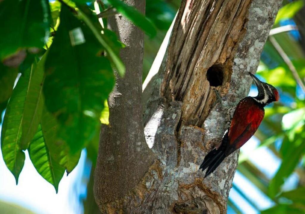 Goyambokka Peacock Garden Tangalle Ngoại thất bức ảnh