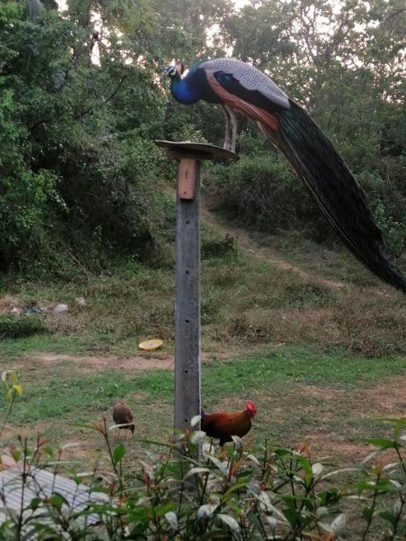 Goyambokka Peacock Garden Tangalle Ngoại thất bức ảnh